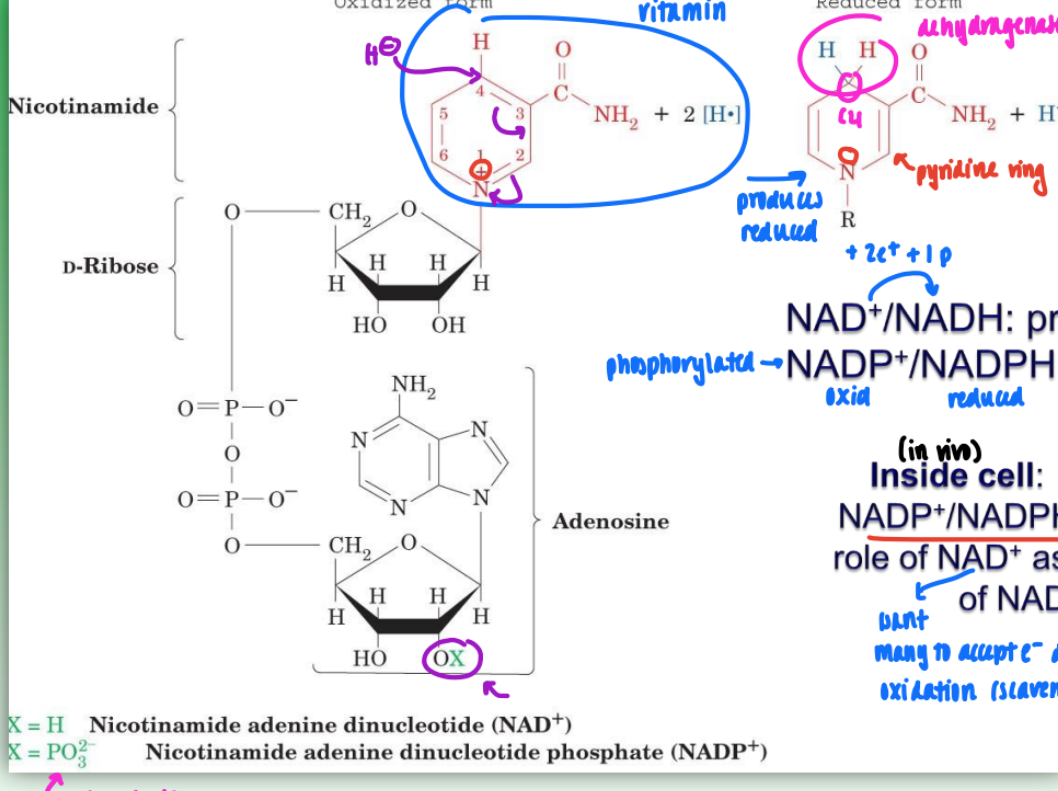 <ul><li><p>2 e- , 2 proton redox rxn NAD+ (NADP+) accommodates 2 e_ and 1 p during reduction of nicotinamide ring</p></li><li><p>2nd proton released into solution</p></li><li><p>in reduced form: C4 carbon of nicotinamide ring = prochiral</p><ul><li><p>either pro-R or pro-S sit involved in redox depending n dehydrogenase</p><ul><li><p>w/ NAD+ or NADP+ as coenzyme</p></li></ul></li><li><p>selectivity determined via conducting rxns w/ deuterated substrates and/or deuterated NADH</p></li></ul></li><li><p>NAD+/NADH = primarily catabolic (break down) &amp; mitochondrial</p></li><li><p>NADP+/NADPH = primarily anabolic (biosynth) &amp; cytosolic</p></li><li><p>in vivo (cell):</p><ul><li><p>NAD+/NADH ratio is high &amp; NADP+/NADH ratio low</p></li><li><p>this consistent w/ NAD+ as oxidizing agent &amp; NADPH as reducing agent</p><ul><li><p>NAD+ = want to accept as many e- during oxidation</p></li><li><p>NADPH = want it to be source of e- so want more NSDPH as reducing</p></li></ul></li></ul></li></ul><p></p>