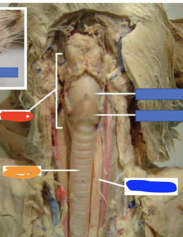 <p><em>orange line</em></p>