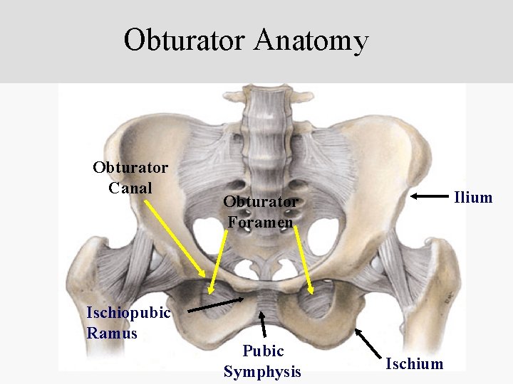 <p>Obturator Foramen</p>