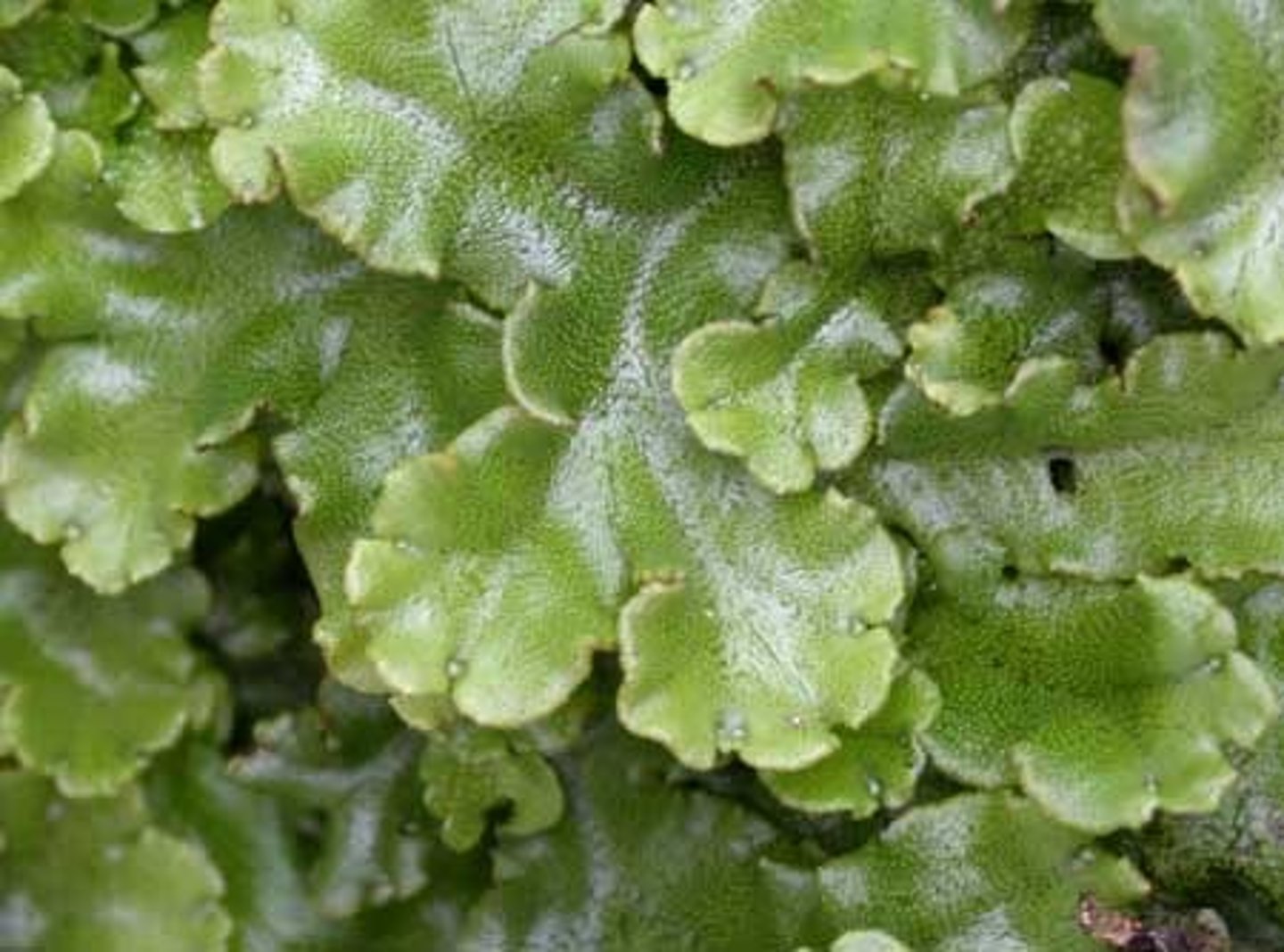 <p>undifferentiated plant body</p>