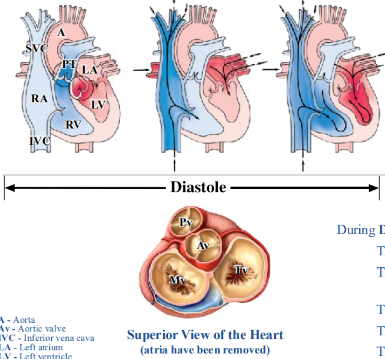 <p>-ventricles relax and fill</p><p>-there is elastic recoil of the aorta and pulmonary trunk</p><p>-semilunar valves close</p><p>-atrioventricular valves open</p><p>-coronary arteries fill</p>