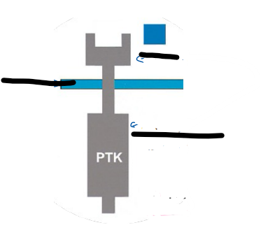 <p>What are the different aspects of the tyrosine kinases receptor (photo and 1 flashcrad)</p><p>What are the key role (4)</p><p>What is unique about the tyrosine kinase receptor </p>