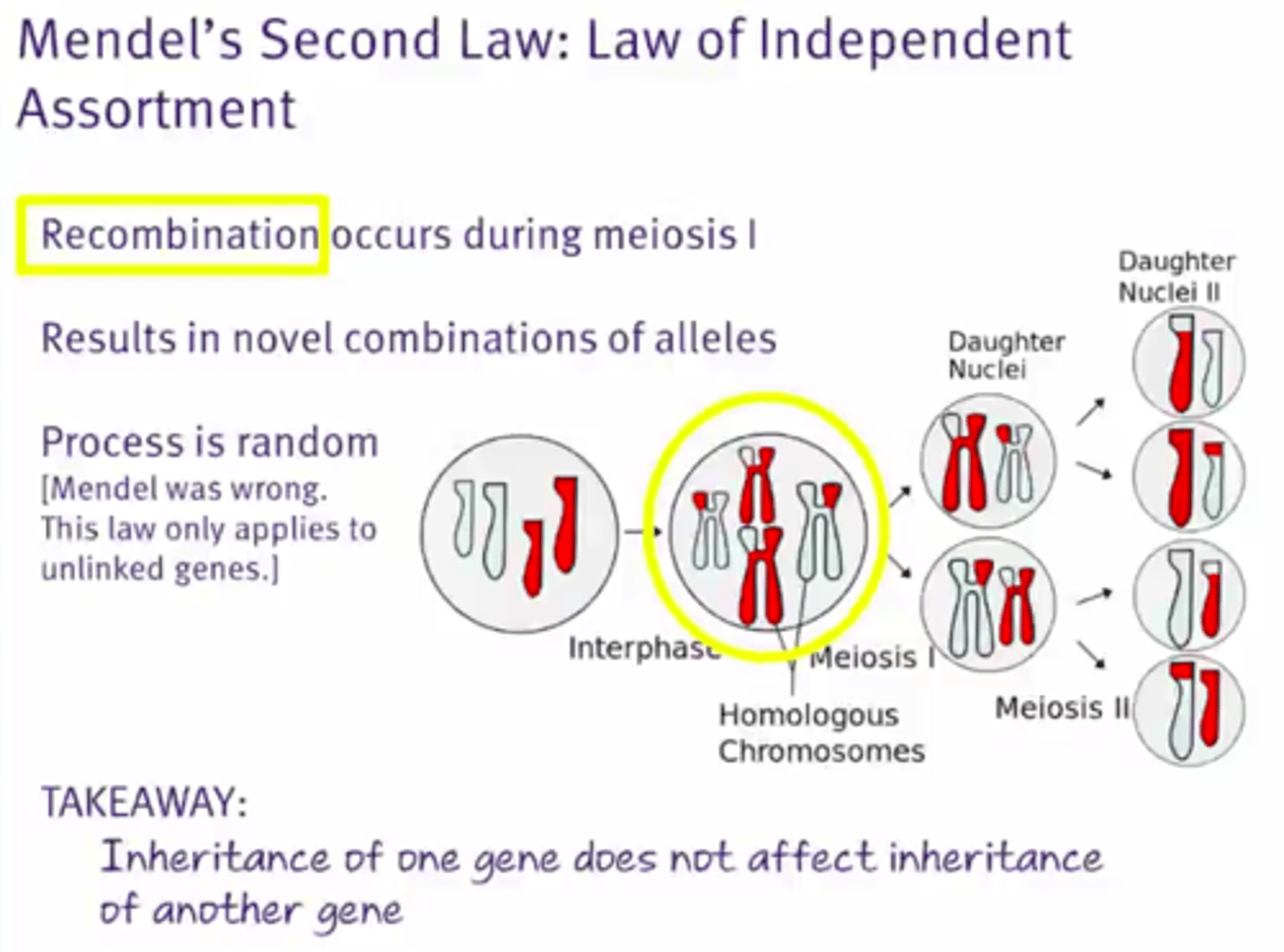 <p>This states that the inheritance of one allele has no effect on the likelihood of inheriting certain alleles for other genes</p><p>This is because of crossing over</p>