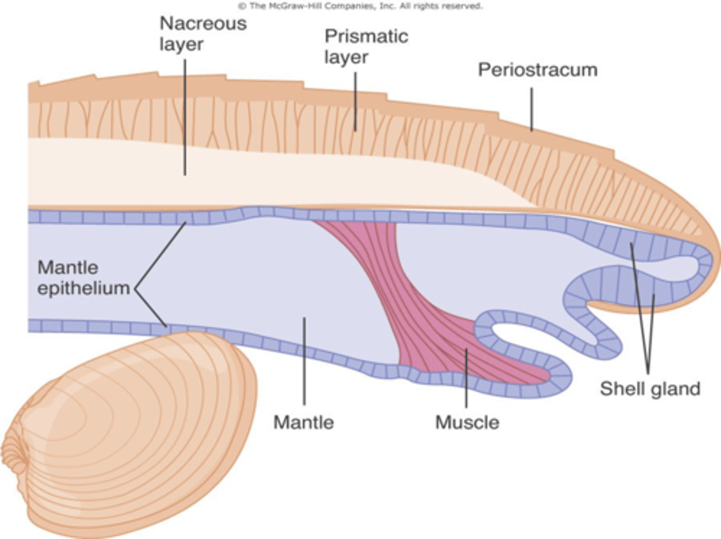 <p>How do pearls form?</p>