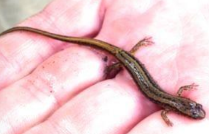 <p>Northern Two-lined Salamander</p>