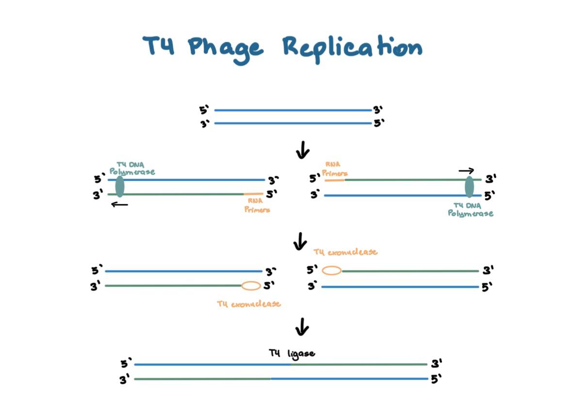 <ol><li><p>dsDNA unwinds and splits into 2</p></li><li><p><strong>RNA primers</strong> are  added by T4 Primase on the 5’ ends</p></li><li><p>Replication by <strong>T4 DNA polymerase</strong> which results in a linear genome package</p></li><li><p>Primer is degraded by <strong>T4 exonuclease</strong> which results in a 5’ gap (primer problem)</p></li><li><p><strong>T4 ligase</strong> combines the complementary overhangs and form <strong>concatemers</strong></p></li></ol>