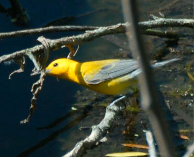 <p>Identify the species shown:&nbsp;</p>