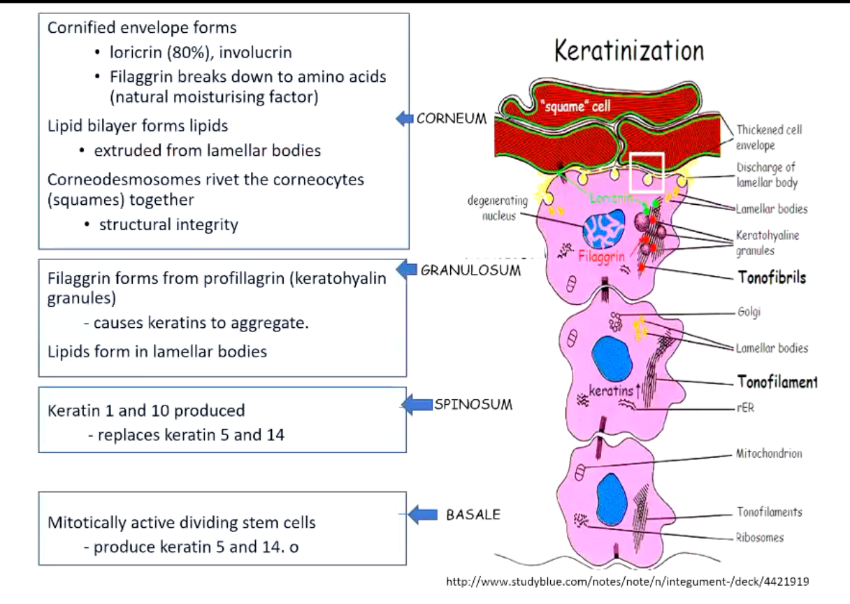 knowt flashcard image