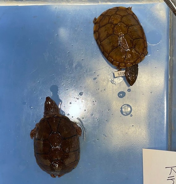 <p>Mud and musk turtles</p><p>Americas</p><p>Porduces nasty scent when disturbed</p><p>smooth scales and large heads</p>