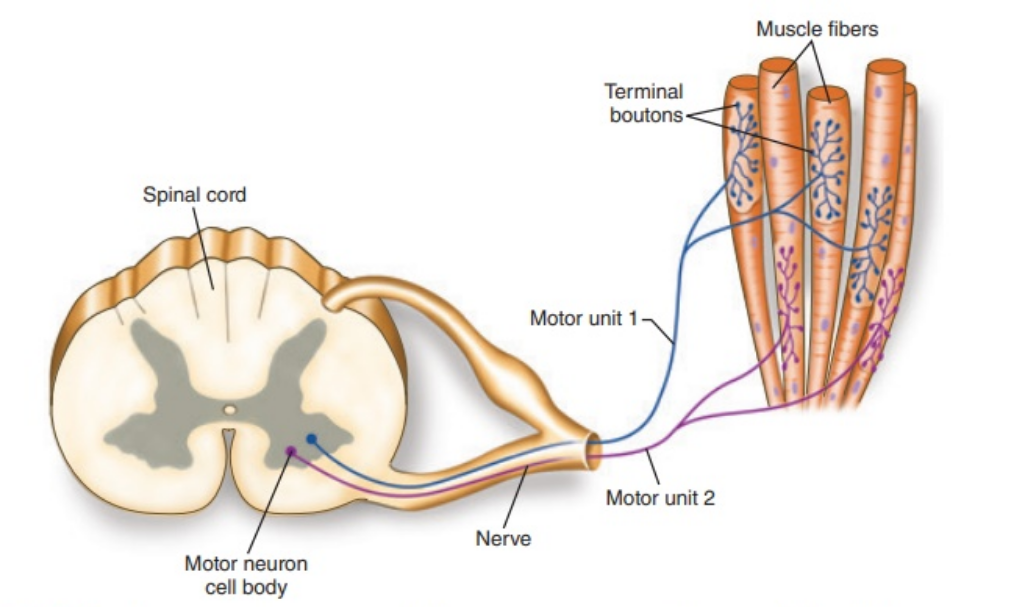 <p>Skeletal muscles made up of bundles of muscle fibres</p><p>Motor unit = single alpha-motoneurone and all the muscle fibres it innervates</p><p>Each alpha-motoneurone can synapse with multiple muscle fibres </p><p>Each muscle fibre receives input from a single alpha motoneurone - focal innervation</p><p>Safety feature - nerve terminals always release 8-10x more ACh than necessary so we always get muscle contraction with a single action potential</p>
