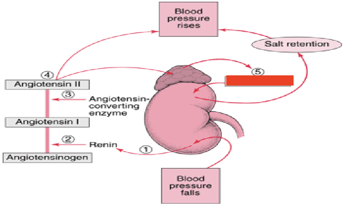 <p>plasma volume control. released from the adrenal cortex in response to apparent low BV/BP, which triggers RAS system. action in distal &amp; collecting renal tubule. stimulates Na+ &amp; water reabsorption in exchange for K<sup>+ </sup>or H<sup>+</sup>, a Na<sup>+</sup> saving hormone. high serum [Na<sup>+</sup>] → high serum osmo → high BV/BP</p>