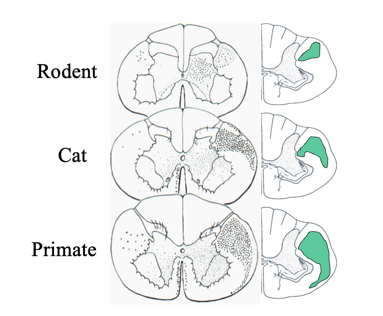<p><em>Show how corticospinal tract has changed during evolution</em></p><ol><li><p><strong>Rodents</strong>→ tract terminates in dorsal (sensory) areas</p></li><li><p><strong>Cat/dogs</strong>→ terminate in intermediate zone</p></li><li><p><strong>monkey</strong>→ some direct connections to motor neurons appear</p></li><li><p><strong>Humans</strong>→ inputs to motor neurons are widespread in humans</p></li></ol><p></p>