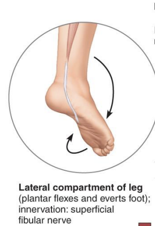 <p><strong>Lateral Compartment of the Thigh</strong></p>
