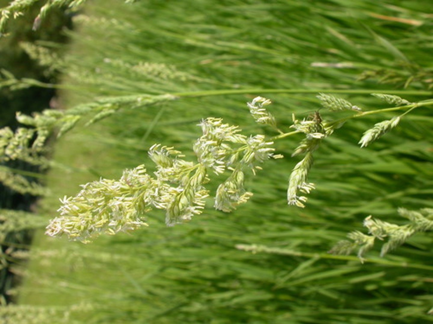 <p>Phalaris arundinacea</p><p>-rough leaves</p><p>-Christmas tree seed head</p>
