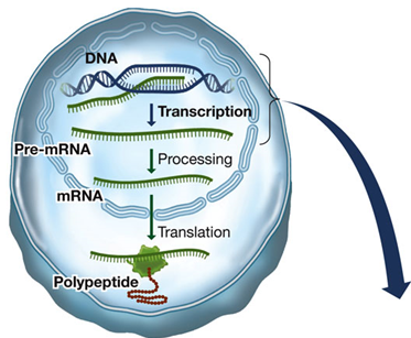 <ul><li><p><span>Initiation</span></p></li><li><p><span>Elongation</span></p></li><li><p><span>Termination</span></p></li></ul><p></p><p>Transcription Components and RNA vs. DNA Transcription Components:</p><ol><li><p><strong>DNA Template</strong>:</p><ul><li><p>One of the two strands of DNA serves as the template for base pairing.</p></li></ul></li><li><p><strong>Nucleoside Triphosphates</strong>:</p><ul><li><p>ATP (adenosine triphosphate)</p></li><li><p>GTP (guanosine triphosphate)</p></li><li><p>CTP (cytidine triphosphate)</p></li><li><p>UTP (uridine triphosphate) are used as substrates.</p></li></ul></li><li><p><strong>RNA Polymerase</strong>:</p><ul><li><p>The enzyme responsible for synthesizing RNA from the DNA template.</p></li></ul></li></ol><p>Differences between RNA and DNA:</p><ol><li><p><strong>Strands</strong>:</p><ul><li><p><strong>RNA</strong>: Usually consists of one polynucleotide strand.</p></li><li><p><strong>DNA</strong>: Typically consists of two polynucleotide strands.</p></li></ul></li><li><p><strong>Sugar</strong>:</p><ul><li><p><strong>RNA</strong>: Contains ribose.</p></li><li><p><strong>DNA</strong>: Contains deoxyribose.</p></li></ul></li><li><p><strong>Bases</strong>:</p><ul><li><p><strong>RNA</strong>: Contains uracil (U) instead of thymine (T).</p></li><li><p><strong>DNA</strong>: Contains thymine (T).</p></li></ul></li></ol><p></p><p></p>