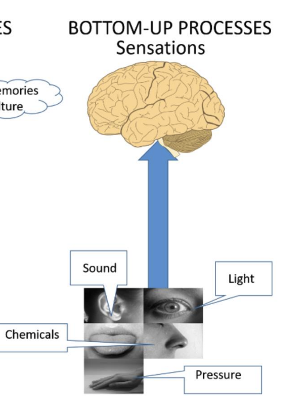 <p>The conscious or subconscious awareness of external or internal stimuli, detected by sensory receptors.</p>