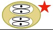 <p>2 sporocysts, 4 sporozoites, monoxenous</p>