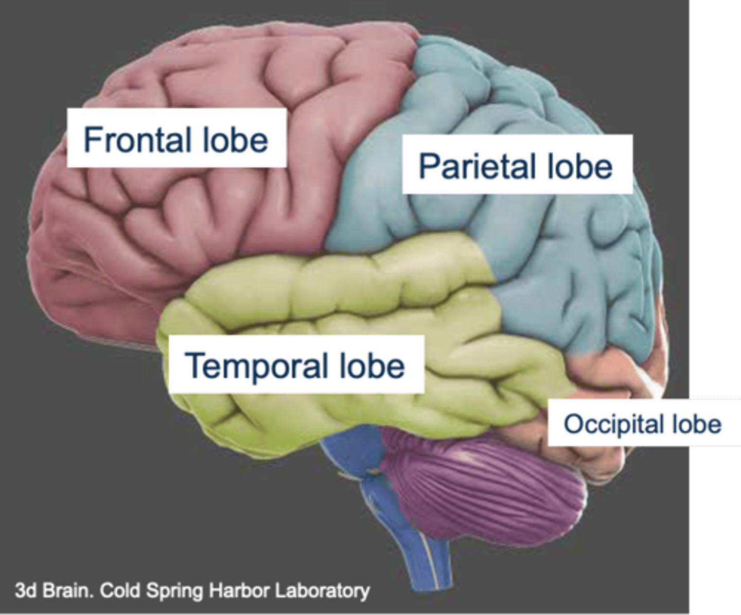 <p>Frontal</p><p>Parietal</p><p>Occipital</p><p>Temporal</p>