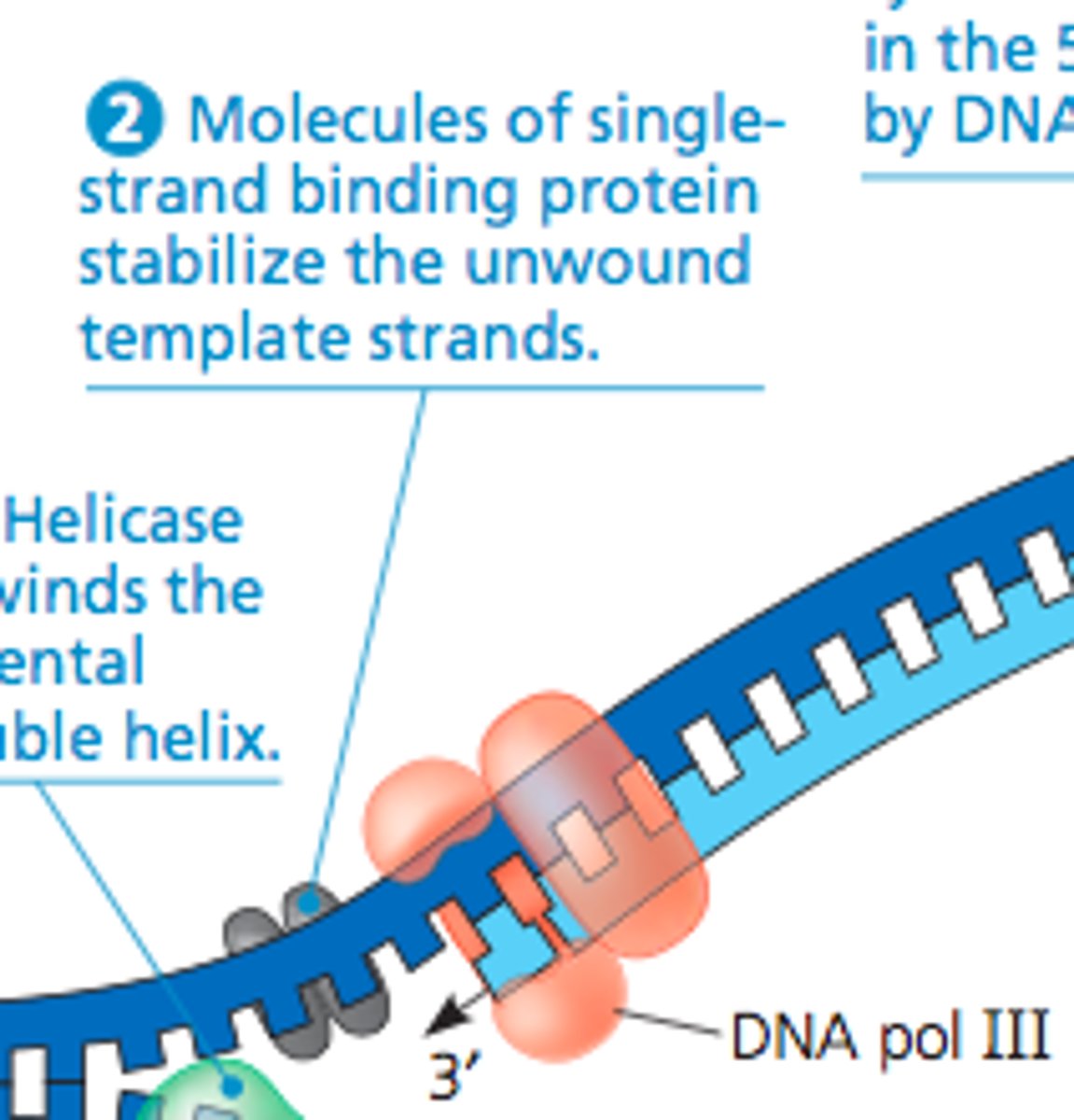 <p>binds to the separated strands of DNA to keep Hydrogen bonds from reforming</p>