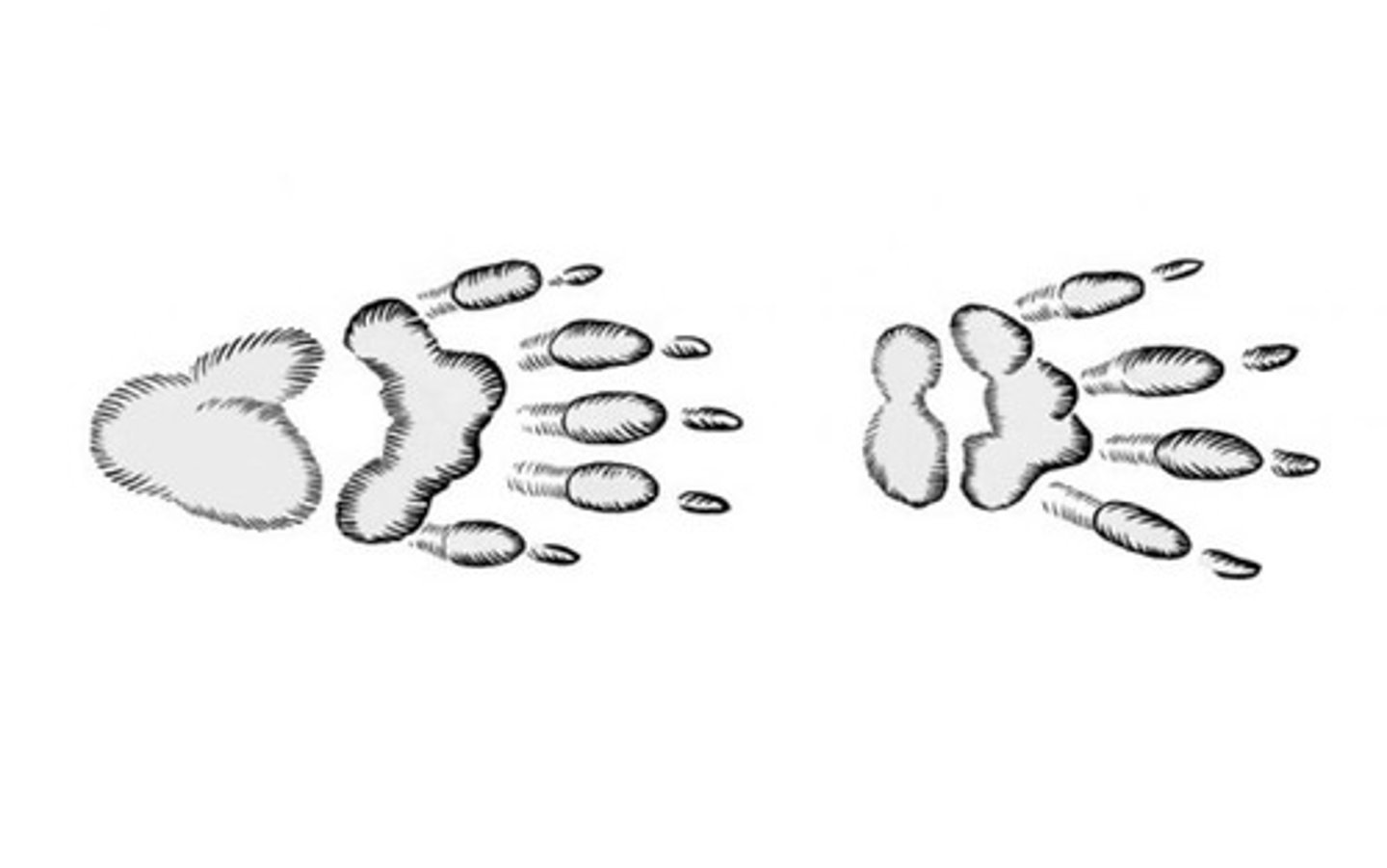 <p>2.5"x2" front foot, 2.75"x7" back foot</p>