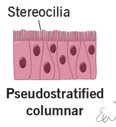 <p>One layer, but looks like more due to different sizes of cells. Has cilia on apical side.</p>