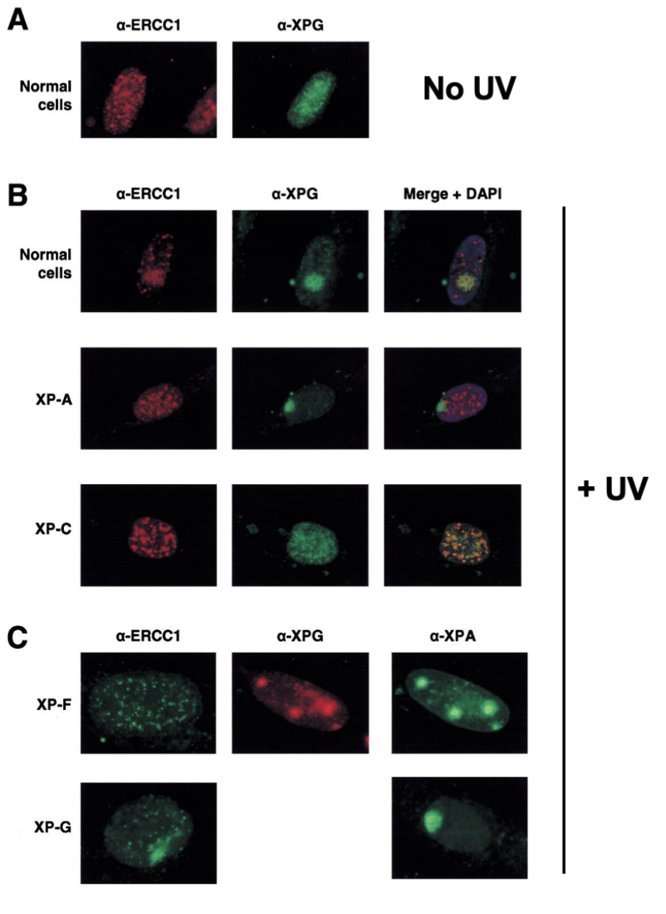 <p>UV-irradiate cell fluorescence analysis </p>