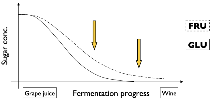 <ul><li><p>initially grape juice sugar composition ~ 50/50 glu/fru </p></li><li><p>during fermentation ration glu:fru decreases </p></li><li><p>if the fermentation sticks, residual sugar is mainly fru</p></li></ul><p></p>