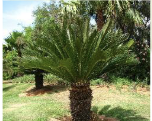 <p><span style="background-color: transparent;"><span>CN: cycad family</span></span></p><ul><li><p><span style="background-color: transparent;"><span>Genus: Cycas</span></span></p></li></ul><p><span style="background-color: transparent;"><span>Traits:&nbsp;</span></span></p><ul><li><p><span style="background-color: transparent;"><span>Woody</span></span></p></li><li><p><span style="background-color: transparent;"><span>Mostly “Palm like growth”</span></span></p></li><li><p><span style="background-color: transparent;"><span>Dioecious</span></span></p></li><li><p><span style="background-color: transparent;"><span>Female cones are megasporophylls (leaf NOT stem tissue)</span></span></p></li></ul><p></p>