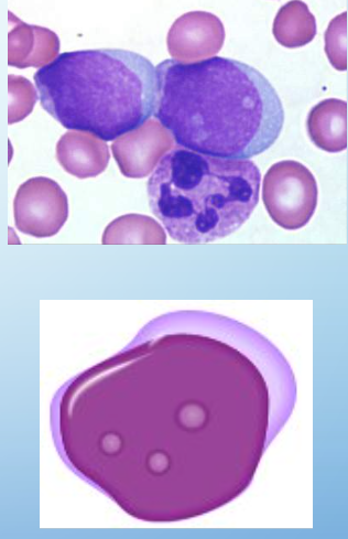 <p>myeloblasts</p>