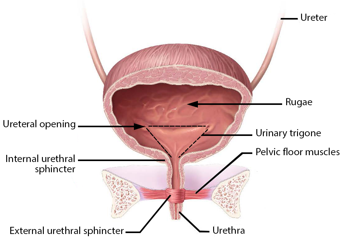 <ol><li><p><span style="background-color: transparent;"><span>Internal urethral sphinxer</span></span></p></li><li><p><span style="background-color: transparent;"><span>External urethral sphinxer</span></span></p></li><li><p><span style="background-color: transparent;"><span>Trigone</span></span></p><ol><li><p><span style="background-color: transparent;"><span>Stretch receptors to urge urination</span></span></p></li></ol></li><li><p>bc the tract is so short women are more prone to utis thenmen </p></li></ol><p></p>