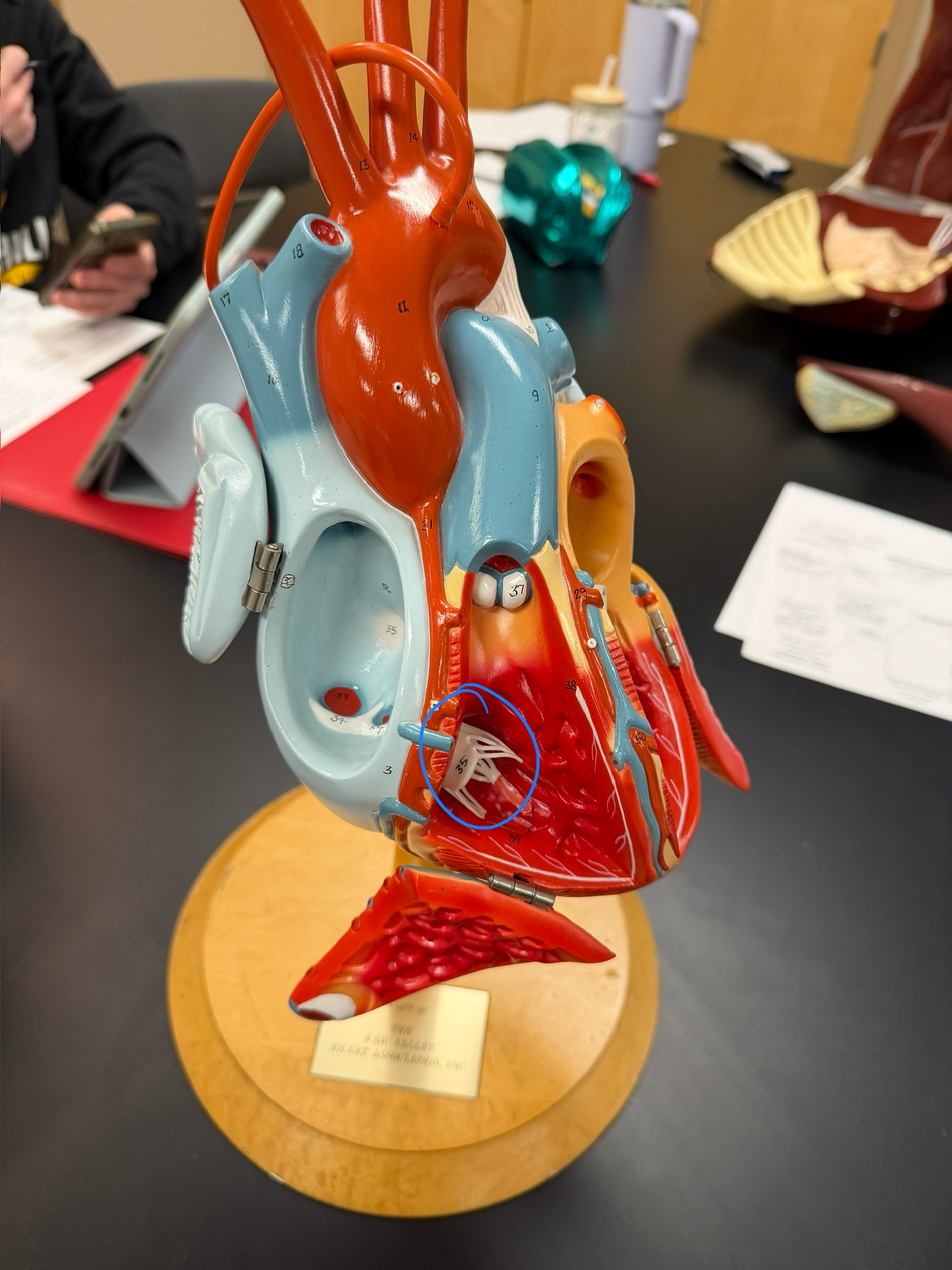 <p>name this structure</p>