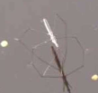 <p>Walking (organism)</p>