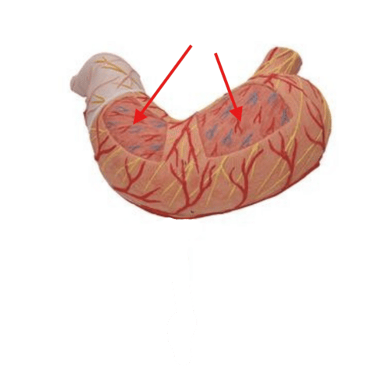 <p>muscle</p>