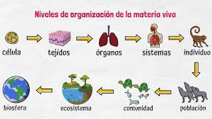 <p><strong>Organisationsebenen</strong> (Niveles organizativos - son los diferentes niveles jerárquicos en los que se estructuran los organismos vivos, desde las células hasta los tejidos, pasando por los órganos y sistemas)</p>