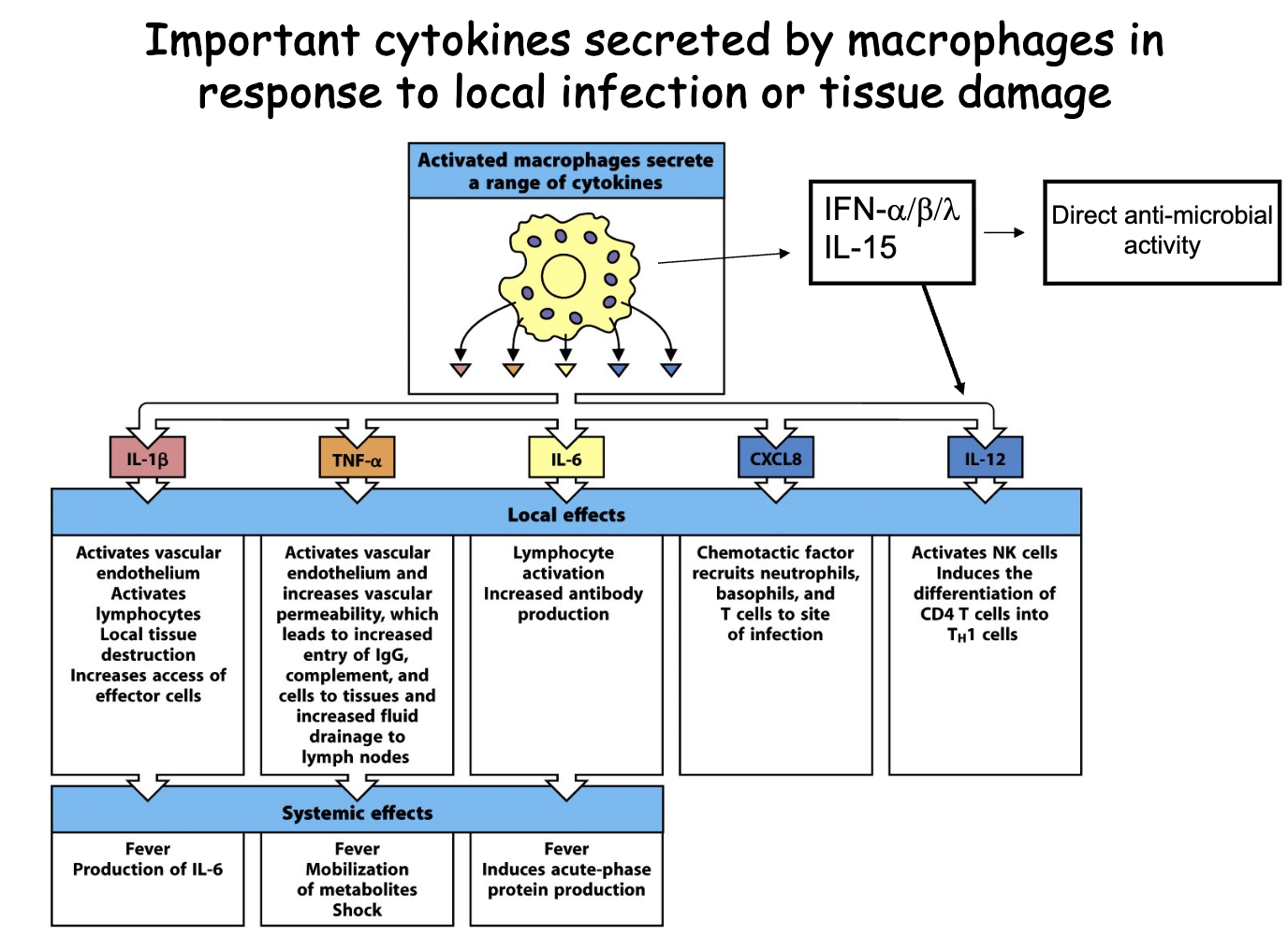 <ul><li><p>Macrophages are ready to receive DAMP/PAMP signals → release cytokines if they can’t kill pathogen</p></li><li><p>Local vs. systemic effects</p><ul><li><p>Local:&nbsp;Exocrine and paracrine cytokine action for neighbouring cells</p></li><li><p>Systemic: Endocrine action in circulation → fever (one of the best innate&nbsp; responses)</p></li></ul></li><li><p>Important cytokines: IL-1β, TNF-α, TL-6, CXCL8, IL-12</p><ul><li><p>IFN-α/β/λ and IL-15 have direct anti-microbial activity</p></li></ul></li></ul><p></p>