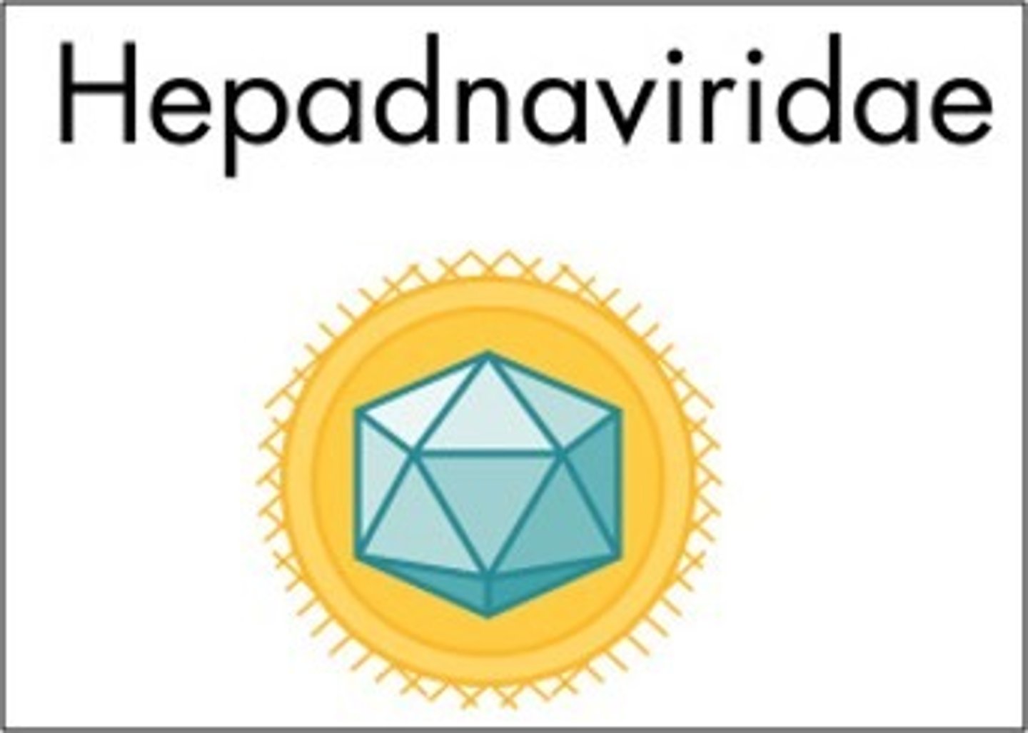 <p>Hepadna-viridae</p>