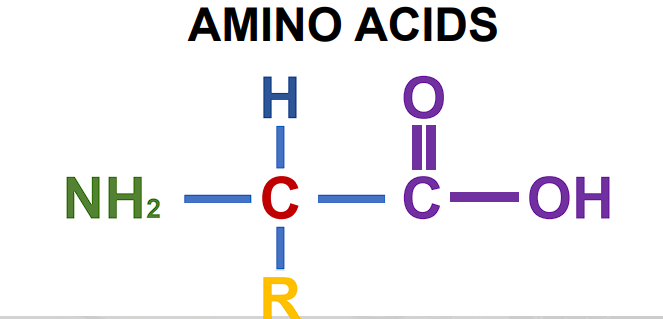 <p>• A central carbon atom</p><p>• An amino group</p><p>• A carboxyl group</p><p>• A hydrogen atom</p><p>• A unique side chain (R-group)</p>