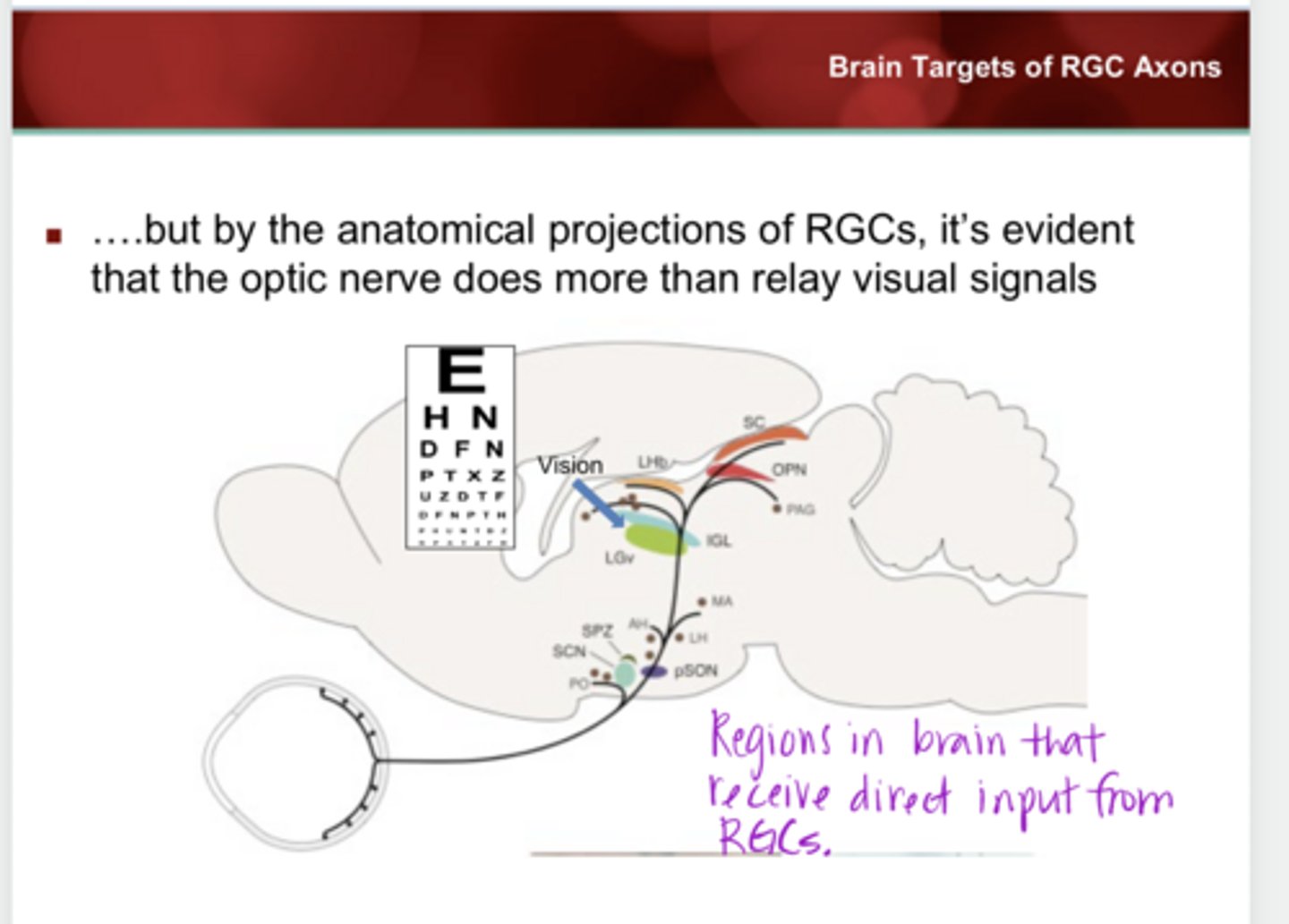 <p>Does the optic nerve do MORE than just relay visual signals?</p>