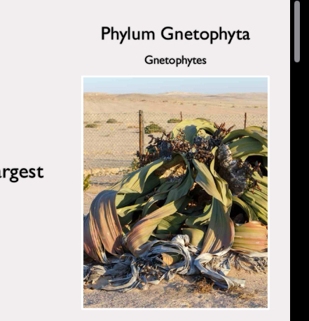 <p>phylym gnetophyta</p>