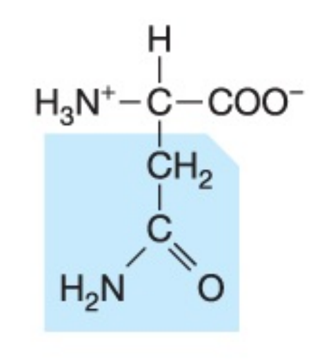 <p>Polar (uncharged), hydrophilic</p>