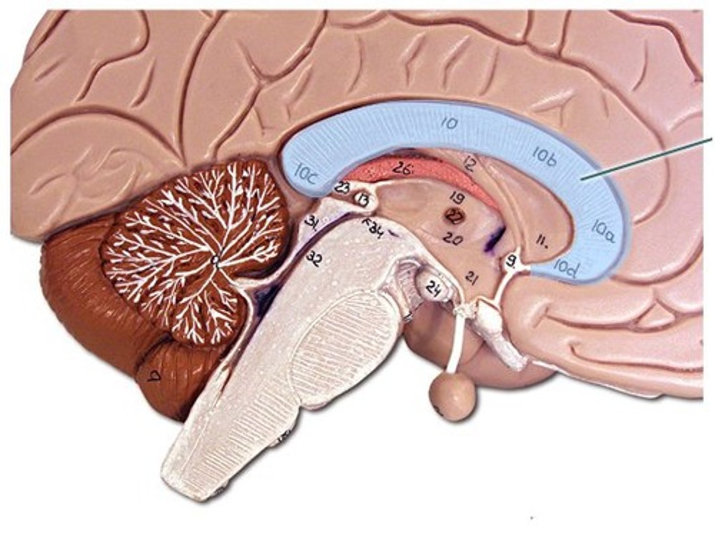 <p>A bundle of nerve fibers that connect the brain's left and right hemispheres.</p>