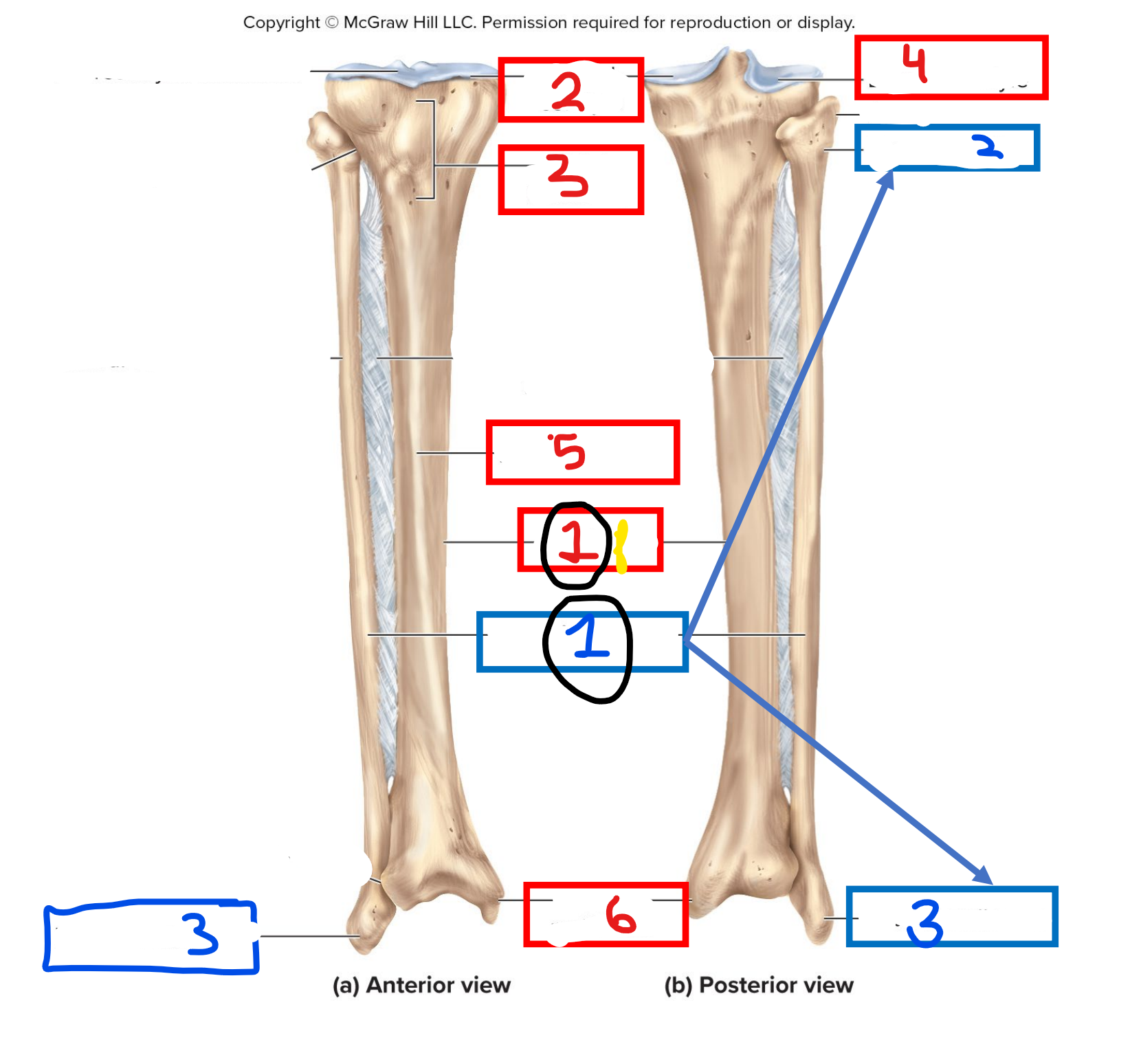 <p>what anatomical landmark is red #3</p>