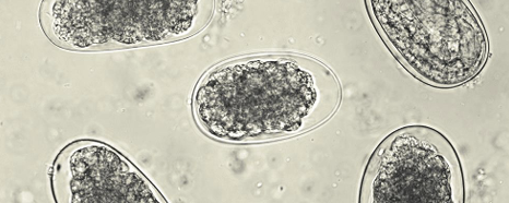 <p>hookworms</p>