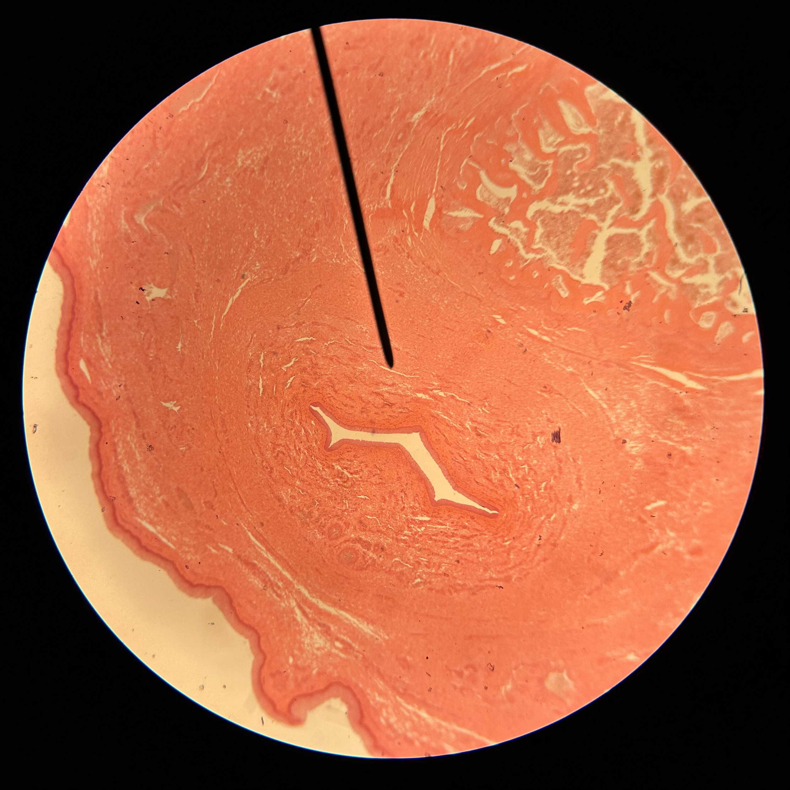 <p>What structure is shown?</p>