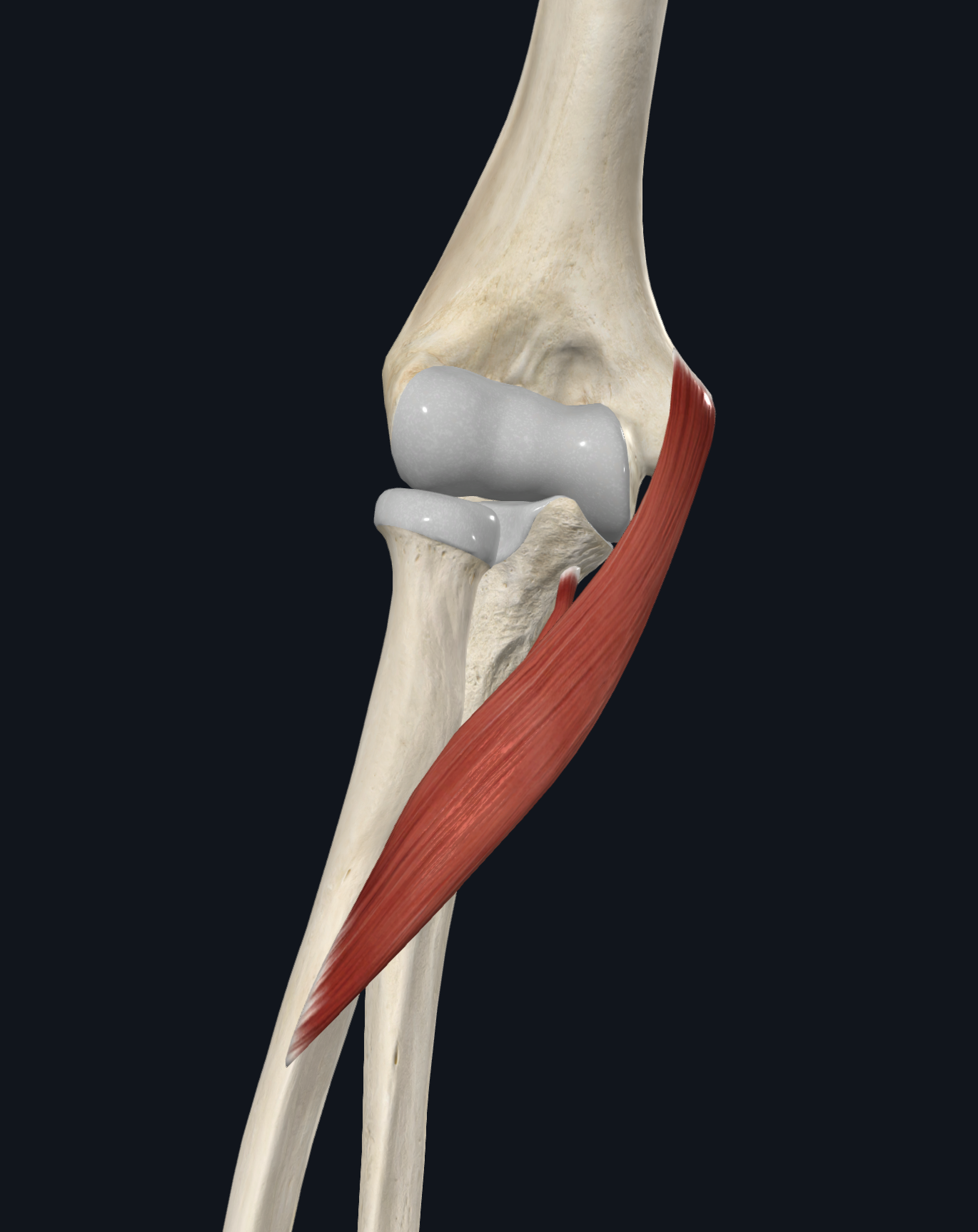 <p><span>middle of lateral surface of radius</span></p>