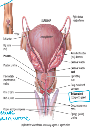 <ul><li><p>3 accessory glands produce secretions that combine with sperm to five semen</p><ol><li><p>seminal vesicles</p></li><li><p>prostate glands</p></li><li><p>bulbourethral gland</p></li></ol></li></ul><p></p>