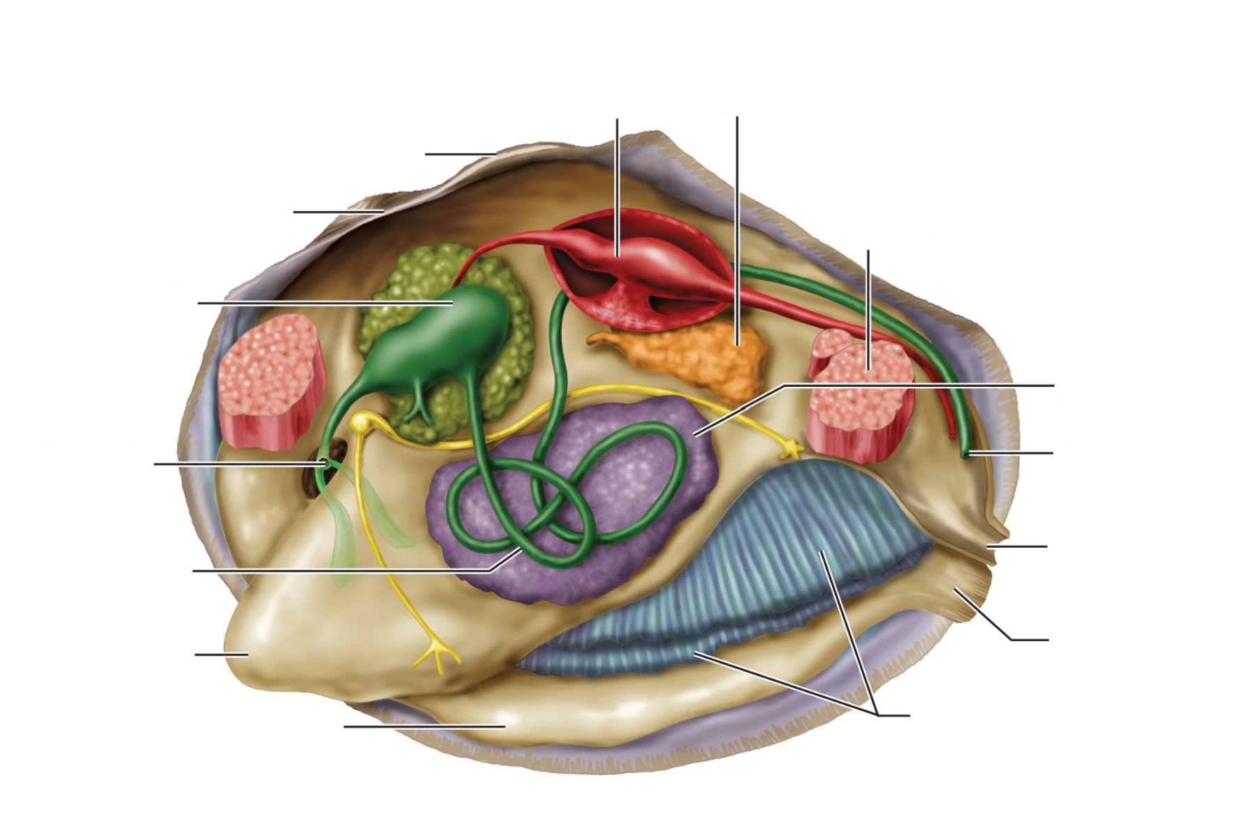 <p>vul aan (begin op 12u en ga met de klok mee)</p>