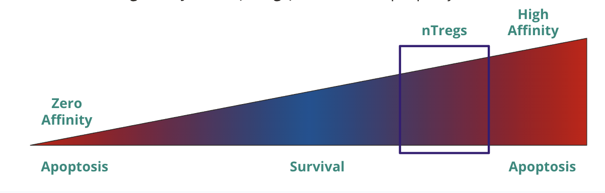<ul><li><p>low → unable to get strong enough signal for survival</p></li><li><p>high → T cells with intermediate/high activation become tolergenic/anti-inflammatory natural regulatory T cells (nTregs) that act in the periphery</p></li></ul><p></p>