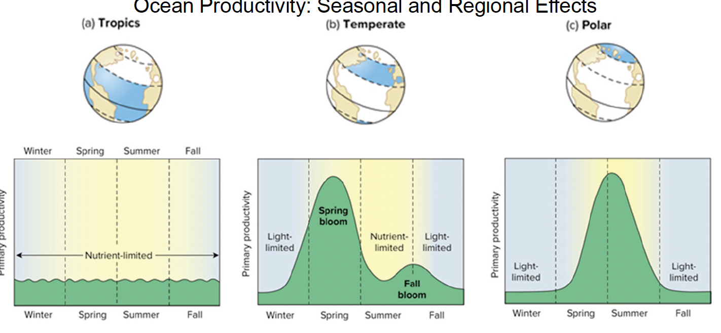 <p>tropics: relativley similar levels throughout seasons, all being nutrient limiting</p><ul><li><p>Picoplankton: Unicellular cyanobacteri (Prochlorococcus, Synechococcus) </p></li><li><p>Nanoplankton: Coccolithophorids </p></li><li><p>Net Plankton: Colonial cyanobacteria (Trichodesmium Dinoflagellates)</p></li></ul><p></p><p>temperate: the winter and fall are light-limiting whereas the spring has a spring bloom and the summer is nutrient limiting</p><ul><li><p>Picoplankton: Unicellular cyanobacteria (Prochlorococcus, Synechococcus) </p></li><li><p>Nanoplankton: Cryptophytes </p></li><li><p>Net Plankton: Diatoms</p></li></ul><p></p><p>polar: winter and fall are light limited while a large bloom is seen in the spring and summer</p><ul><li><p>Picoplankton: Unicellular cyanobacteria (Prochlorococcus, Synechococcus) </p></li><li><p>Nanoplankton: Cryptophytes </p></li><li><p>Net Plankton: Diatoms</p></li></ul><p></p>