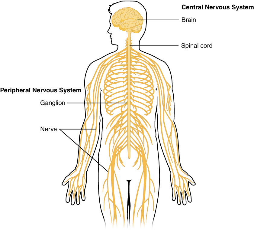 <p><span><span>brain and spinal cord; interacts with all processes in the body.</span></span></p>